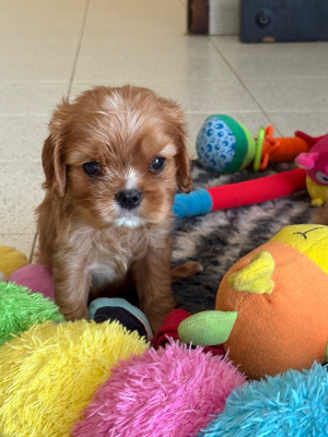 Les chiots de Cavalier King Charles Spaniel