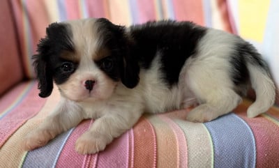 Les chiots de Cavalier King Charles Spaniel