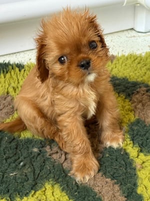 Les chiots de Cavalier King Charles Spaniel