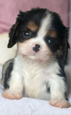Les chiots de Cavalier King Charles Spaniel