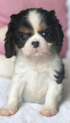 Les chiots de Cavalier King Charles Spaniel