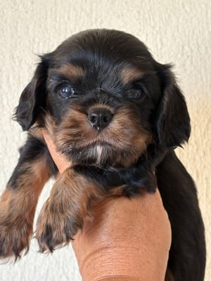 Les chiots de Cavalier King Charles Spaniel