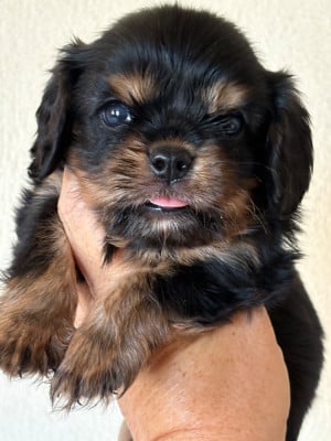 Les chiots de Cavalier King Charles Spaniel