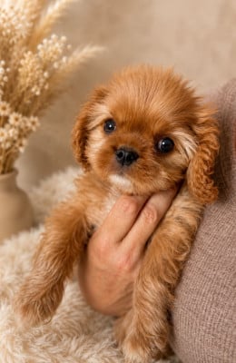 Les chiots de Cavalier King Charles Spaniel
