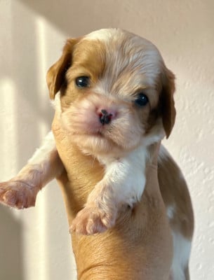Les chiots de Cavalier King Charles Spaniel