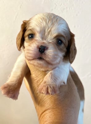 Les chiots de Cavalier King Charles Spaniel