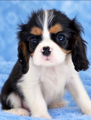 Les chiots de Cavalier King Charles Spaniel