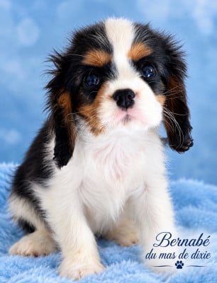 Les chiots de Cavalier King Charles Spaniel