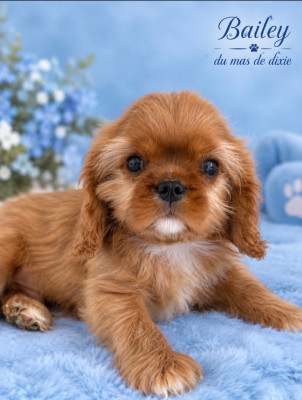 Les chiots de Cavalier King Charles Spaniel