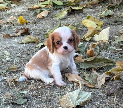 Les chiots de Cavalier King Charles Spaniel