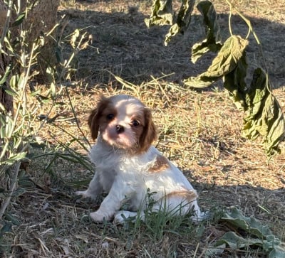 Bad boy - Cavalier King Charles Spaniel