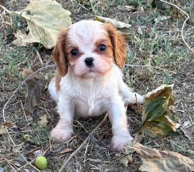 Barclay - Cavalier King Charles Spaniel