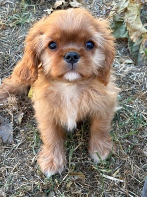 Les chiots de Cavalier King Charles Spaniel