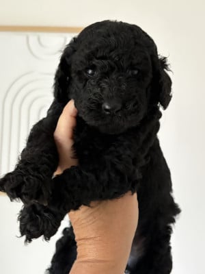 Les chiots de Caniche