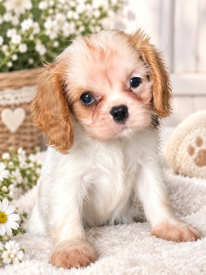 Les chiots de Cavalier King Charles Spaniel