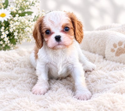 Les chiots de Cavalier King Charles Spaniel