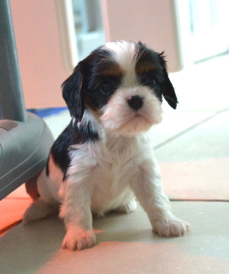 Les chiots de Cavalier King Charles Spaniel