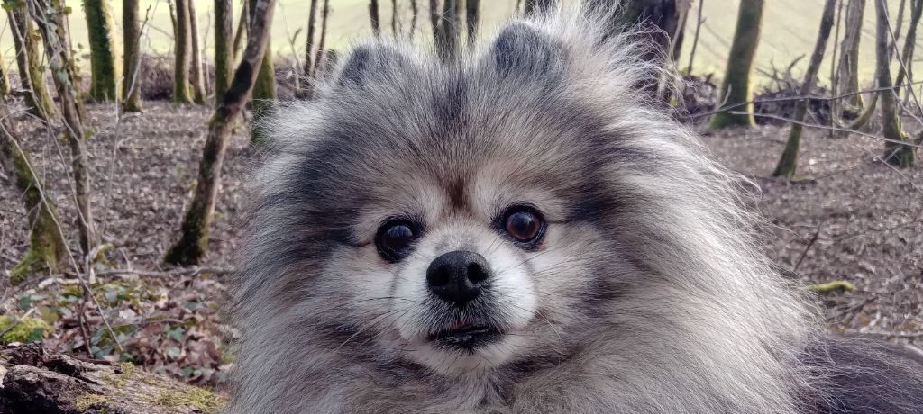 CH. Fyona'lou de french vanilla