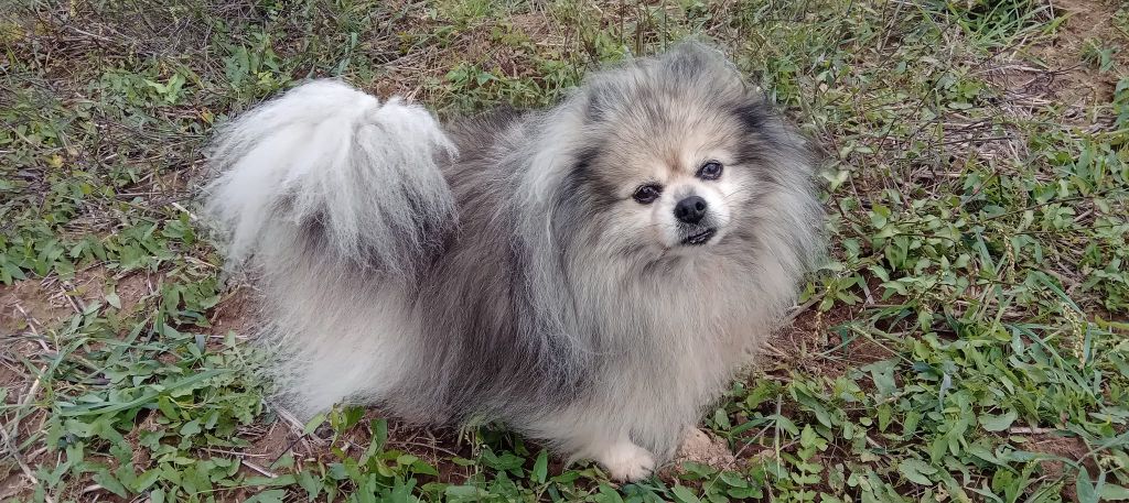 CH. Fyona'lou de french vanilla