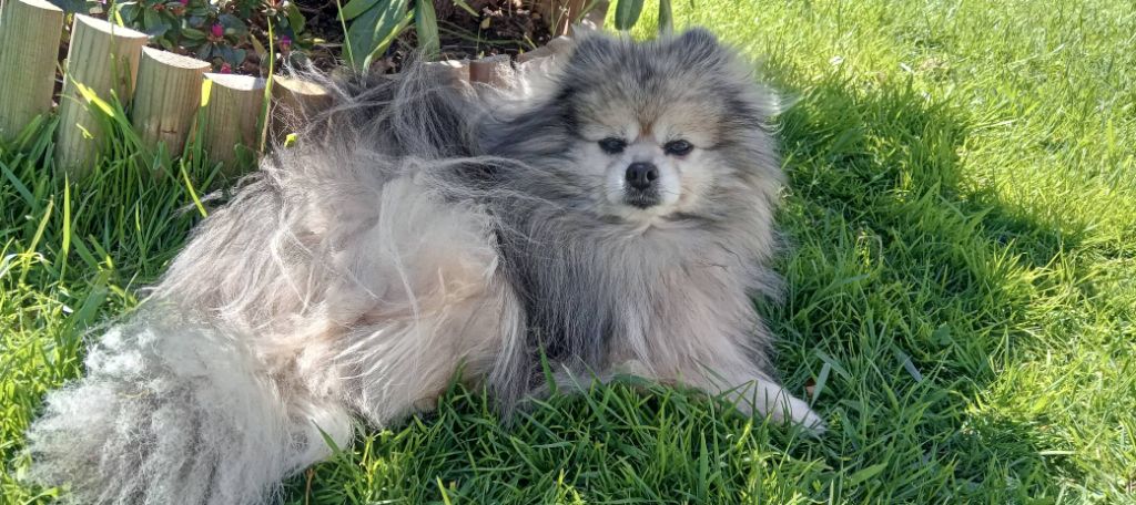 CH. Fyona'lou de french vanilla