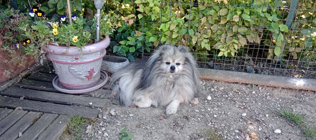 CH. Fyona'lou de french vanilla