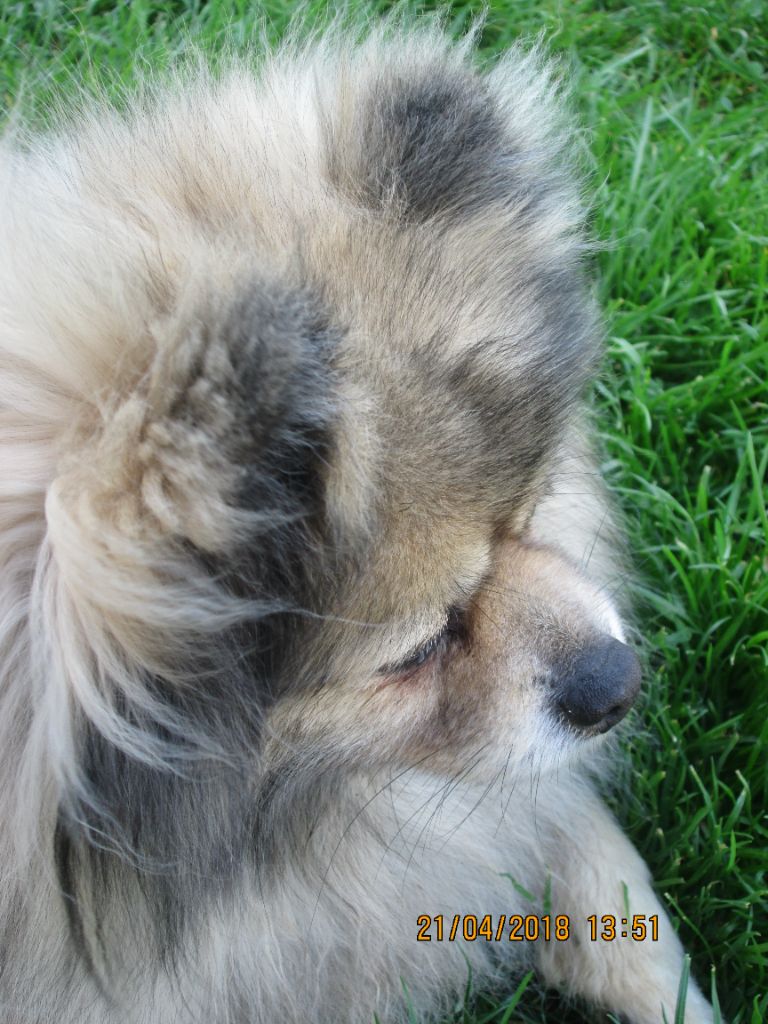 CH. Fyona'lou de french vanilla