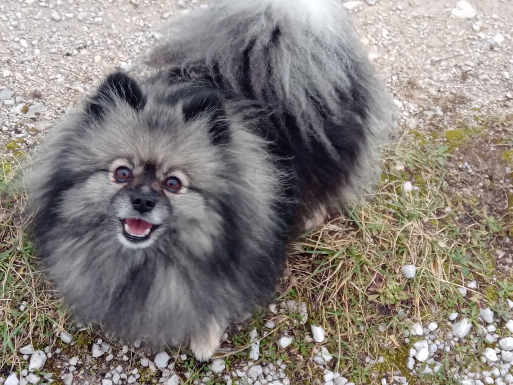 Mam'zelle  louna De La Vallee Des Gris Doubs