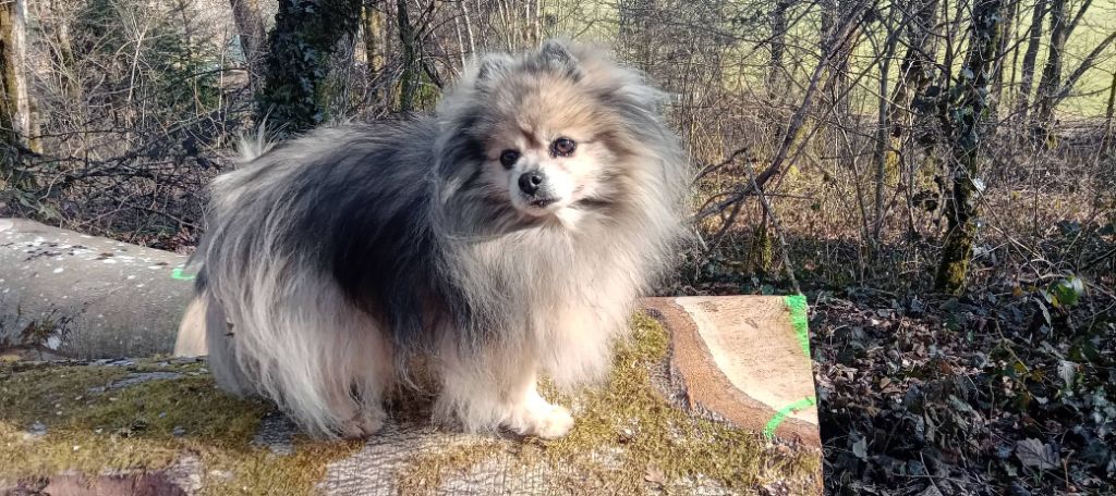 CH. Fyona'lou de french vanilla