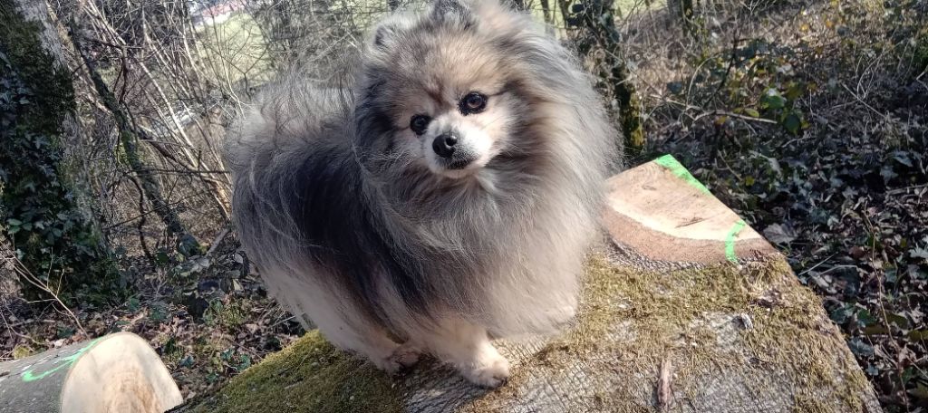 CH. Fyona'lou de french vanilla