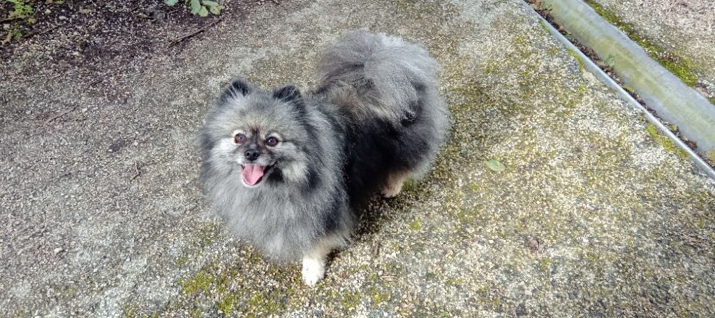 Mam'zelle  louna De La Vallee Des Gris Doubs