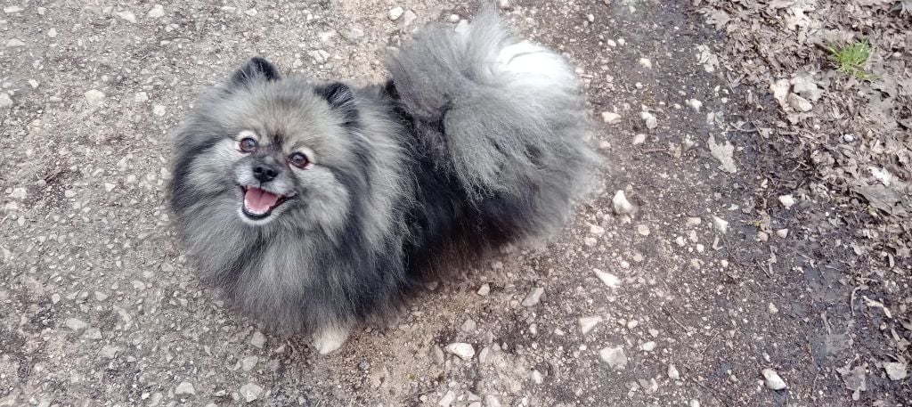 Mam'zelle  louna De La Vallee Des Gris Doubs