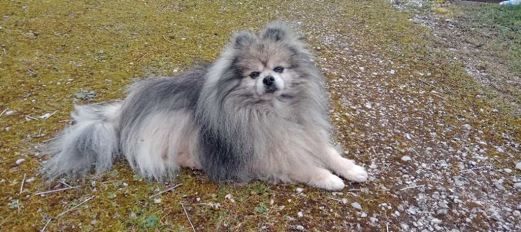 CH. Fyona'lou de french vanilla