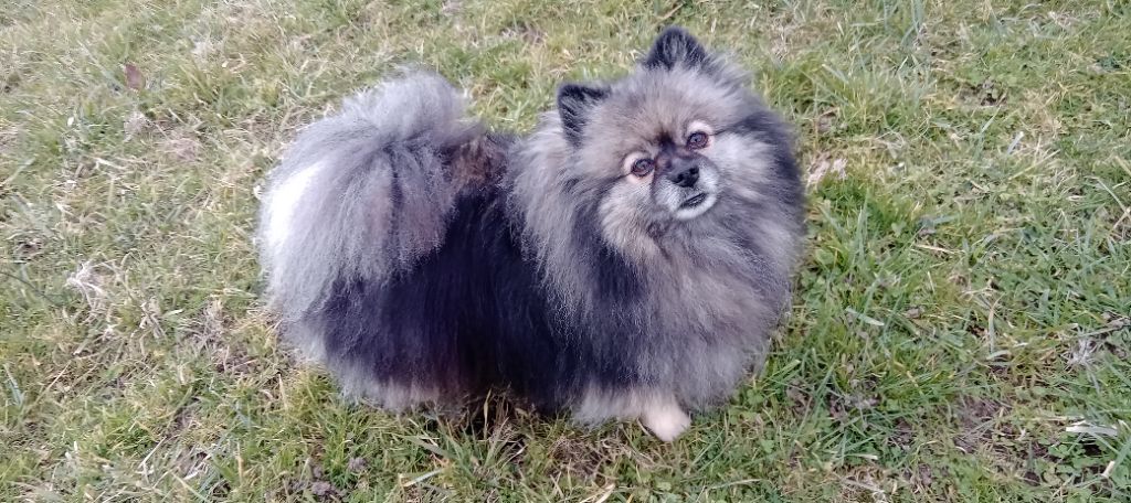 Mam'zelle  louna De La Vallee Des Gris Doubs