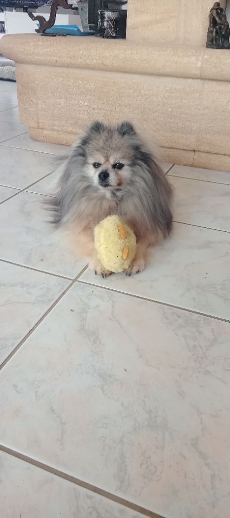 CH. Fyona'lou de french vanilla