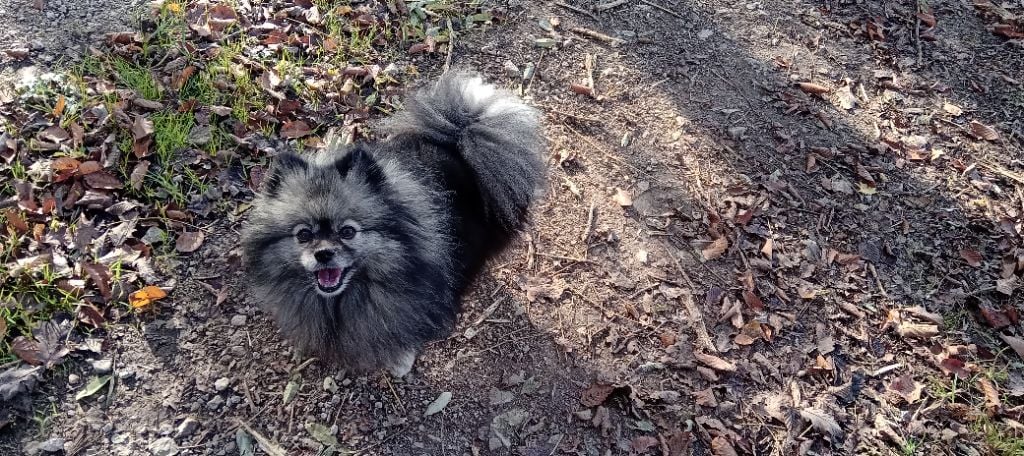 Mam'zelle  louna De La Vallee Des Gris Doubs