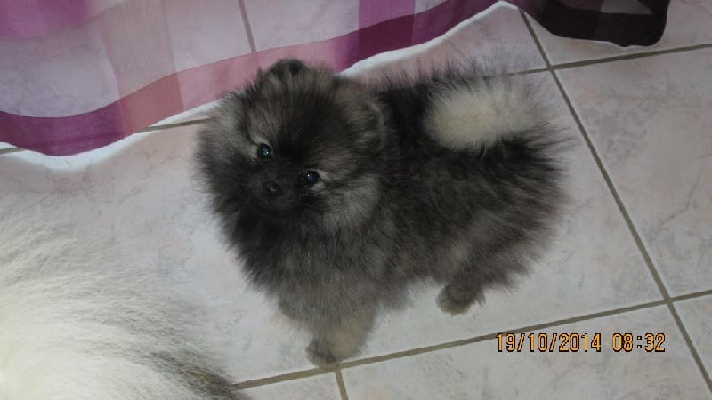 Jalucine De La Vallee Des Gris Doubs