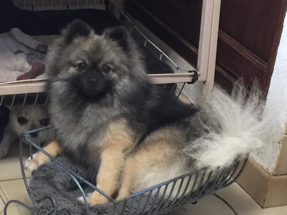 Jalucine De La Vallee Des Gris Doubs