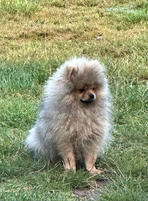 du Paradis des Peluches