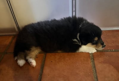 Les chiots de Colley à poil long