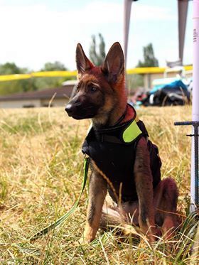 Publication : De L'Empreinte Du Cobra