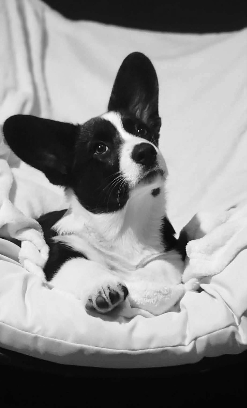 Arthur weasley De L'Empreinte Du Cobra