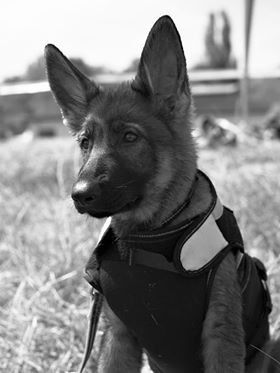 Publication : De L'Empreinte Du Cobra