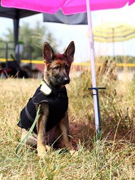 Publication : De L'Empreinte Du Cobra