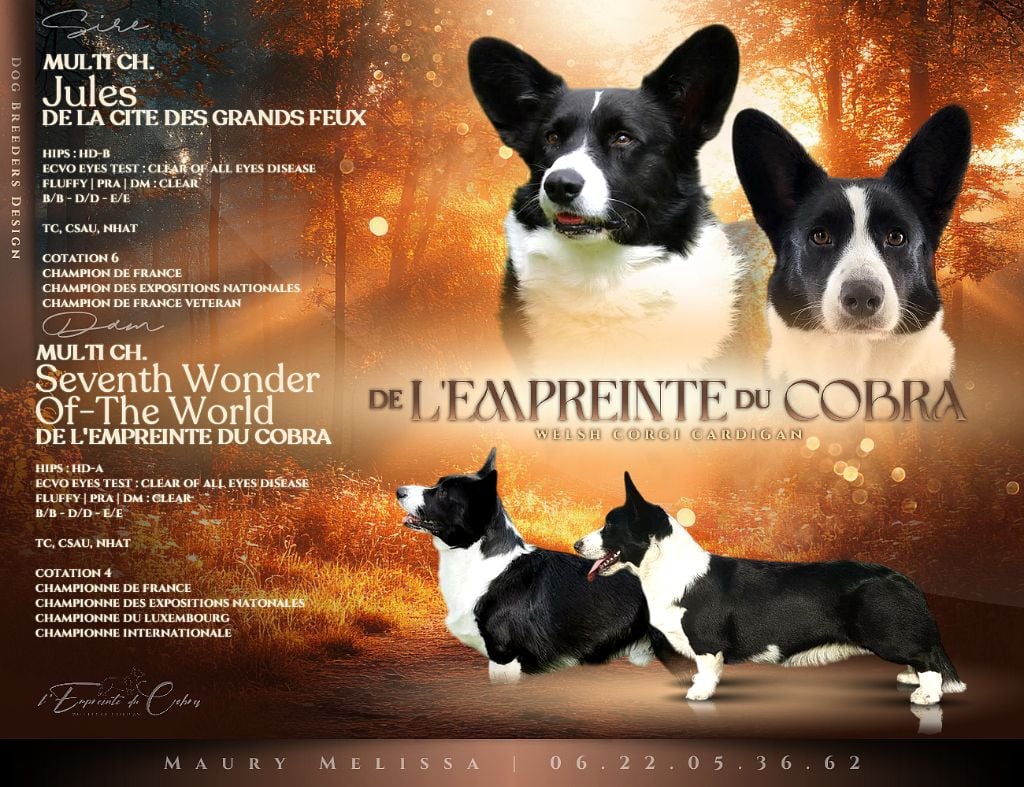 Welsh Corgi Cardigan - De L'Empreinte Du Cobra