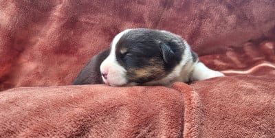 Les chiots de Welsh Corgi Cardigan