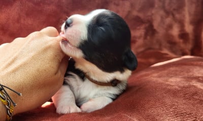 Les chiots de Welsh Corgi Cardigan