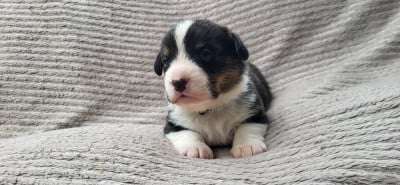 Les chiots de Welsh Corgi Cardigan