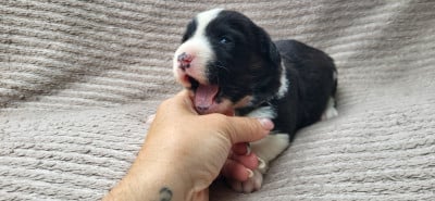 Les chiots de Welsh Corgi Cardigan
