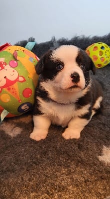 Les chiots de Welsh Corgi Cardigan