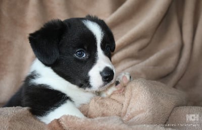 Les chiots de Welsh Corgi Cardigan